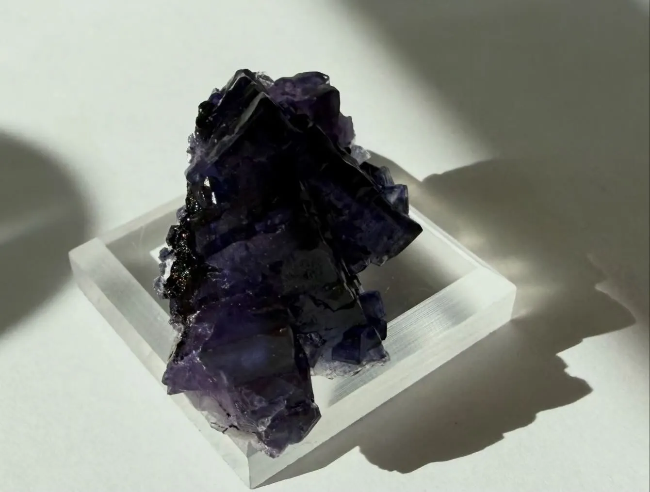 エルムウッドフローライト