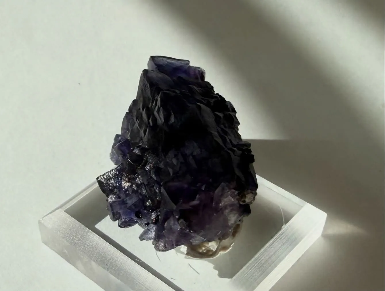 エルムウッドフローライト