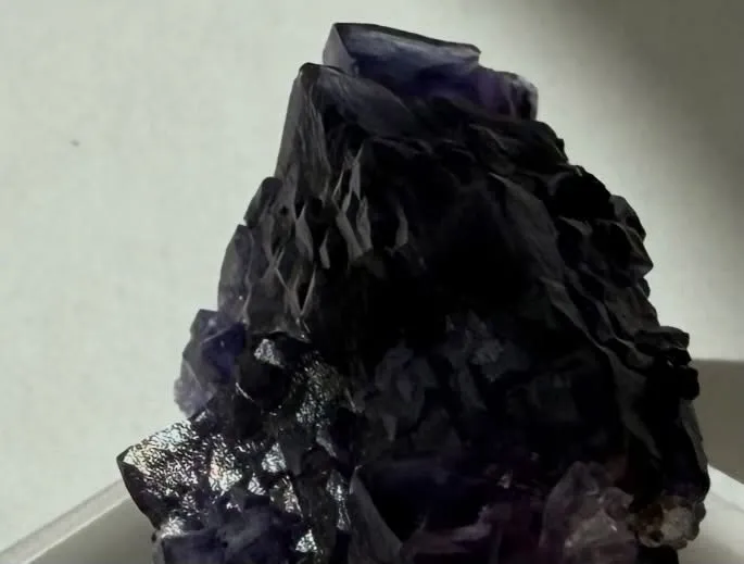 エルムウッドフローライト