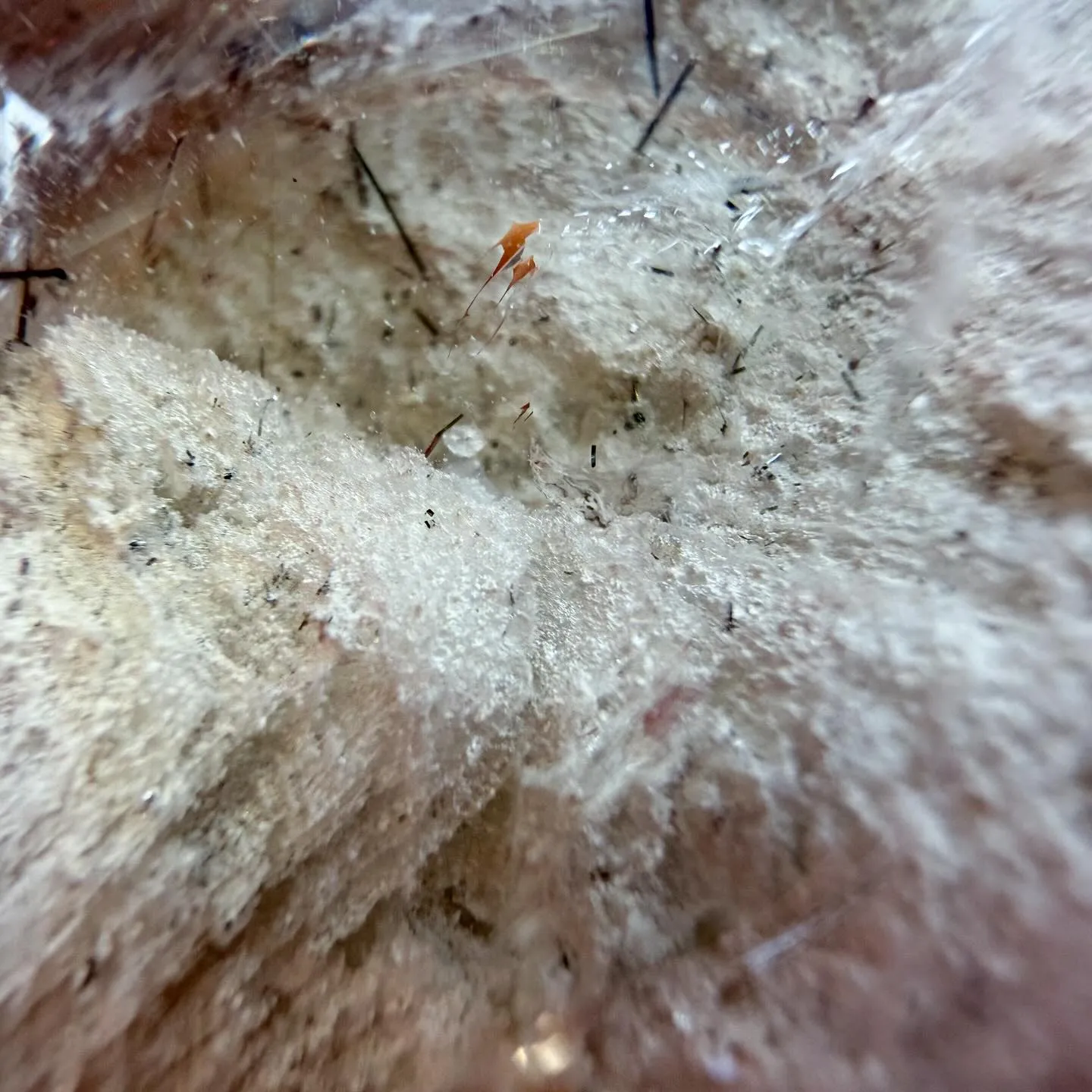 ガーデンファントスモーキークォーツ