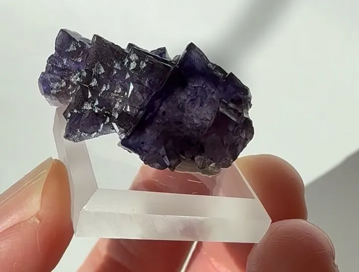 エルムウッドフローライト